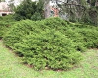 Juniperus-01.jpg