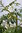 1000 Semillas de Moringa, Arbol Verdura (Moringa oleifera)