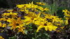 100 Gr. Semillas de Rudbeckia Bicolor (Rudbeckia hirta) "Gloriosa Daisy"