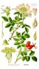 10gr Semillas de Rosa Silvestre, Escarambujo (Rosa Canina)