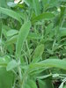 10gr Semillas Salvia Comun (Salvia officinalis)