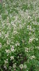 100gr Semillas de Rucula  (Eruca vesicaria ssp sativa)