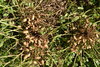 1Kg semillas de Cacahuetes (Arachis hypogaea)