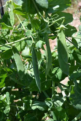 100gr semillas de Guisantes Alderman (Pisum sativum)