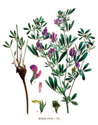 1Kg Alfalfa, Lucerne seeds (Medicago Sativa)