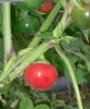10gr Hungarian Cherry chili seeds (Capsicum annuum)