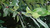 100gr Laurel seeds (Laurus nobilis)