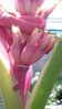 100 Seeds Pink Banana (Musa velutina)