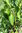 10gr Semillas de Chile Poblano ancho (Capsicum annuum)