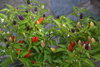 10 gr Seeds hot pepper bolivian rainbow (Capsicum annuum)