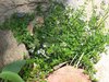 100 gr Semillas tomillo comun (Thymus vulgaris)
