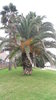 100 gr Canary Island Date Palm seeds (Phoenix Canarensis)