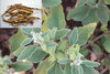 10 gr seeds Ashwagandha (Withania somnifera)
