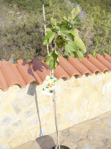 Ficus carica, higuera