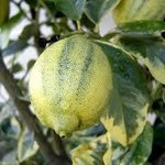 Zitronenbaum variegata / Citrus  variegata