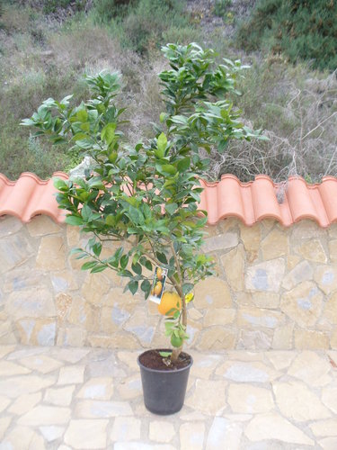 Citrus sinensis/naranjo