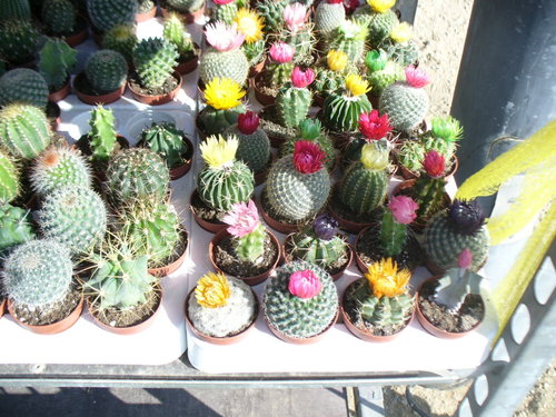 Mezcla Suculentas cactus