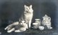 CHATS - Bromure photo - Couple de chats et service de porcelaine