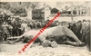 TOURS (37) - La mort de Fritz - Gros plan de l'éléphant couché, le public autour - Cliché Peigné