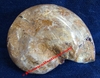 Ammonite - Entière - Dimensions d'environ : 5 x 6 cm - Albien - MADAGASCAR