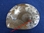 Clymenie sp. - Ammonite polie sur une face - Dimensions : 7 x 5,5 cm - Dévonien - Erfoud, MAROC.