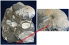 Hoploscaphites nicolletii - Ammonite fossilisée nacrée sur roche mère avec quelques coquillages - US