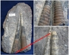 Orthocéras sp. - Plaque d'environ 25 x 14 cm avec 2 Orthocéras fossilisés - Silurien - Erfoud, MAROC