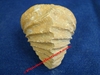 Trigonia elongata - mollusque fossilisé - Bathonien - FRANCE