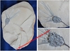 Gogia sp.  - Echinoderme fossile sur roche mère (Sorte de "Crinoïde") - Cambrien Moyen - Utah, USA
