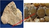 Phacodus punctatus - Fragment de machoire sur roche mère - Crétacé supérieur - Oued Zem, MAROC
