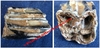 Bovin domestique de "l'ancien monde" - Dent fossilisée - Néolithique - Rouen, FRANCE