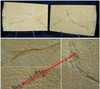 Poisson fossile - Les 2 plaques (paire épreuve + contre épreuve) - Provenance Solhofen, ALLEMAGNE