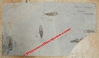 Smerdis Macrurus - Plaque calcaire de poissons fossilisés - Stampien - Manosque, FRANCE.