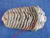 Colpocoryphe grandis - Trilobite dégagé de la roche - Ordovicien, Caradocien - Alnif, MAROC