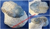 Phacops (Reedops) cephalotes cephalotes - Trilobite sur roche mere - Dévonien Inférieur - MAROC