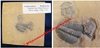 Cedaria minor - Trilobites sur plaque fossilisée - Cambrien Sup - Utah, USA.