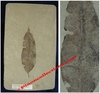 Beilschmiedia eocenica - Plaque de feuille fossilisée - Eocène - Bonanza, Utah, USA.