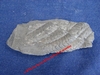 Fougère fossilisée - Plaque 10 x 4,5 cm env - Carbonifère - Bruy en Artois, Pas-de-Calais, FRANCE.