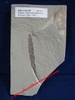 Salix cockerelli - Plaque de feuille fossilisée - Eocène - Bonanza, Utah, USA.