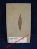 Zelkova nervosa - Plaque de feuille fossilisée - Eocène - Bonanza, Utah, USA.