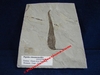 Populus cinnamomoides - Plaque de feuille fossilisée - Eocène - Bonanza, Utah, USA.