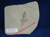 Cardiospermum coloradensis - Plaque de feuille fossilisée - Eocène - Colorado, USA.