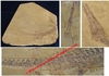 Stereosternum tumidum mesosaurus brasiliensis - Plaque calcaire - Autunien - BRESIL