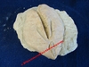 Schizaster saheliensis - Oursin fossilisé sur roche mère - Pliocène inf - ESPAGNE.