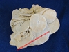 Dendraster ashleyi - Oursins fossilisés - Pliocène inférieur - USA.