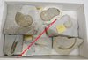 BOITE PEDAGOGIQUE (40 x 28 cm) d'AMMONITES DIVERSES - 6 pièces dont Macroscaftites Yvani,...
