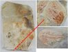 Olenellus Gilberti - Trilobites fossilisés - 15 x 10,5 x 2,3 cm environ - Poids : 430 grammes enviro