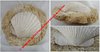 Flabellipecten planomedius - Mollusque bivalve fossilisé - Dimensions : Ø 18 cm ; Coquille : 12 x 10