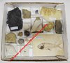 BOITE PEDAGOGIQUE (34,5 x 30,5 cm) contenant 16 FOSSILES tous identifiés - Dont Pecopteris, Knightia