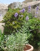 Pflanze Echter Lavendel   (Lavandula angustifolia)